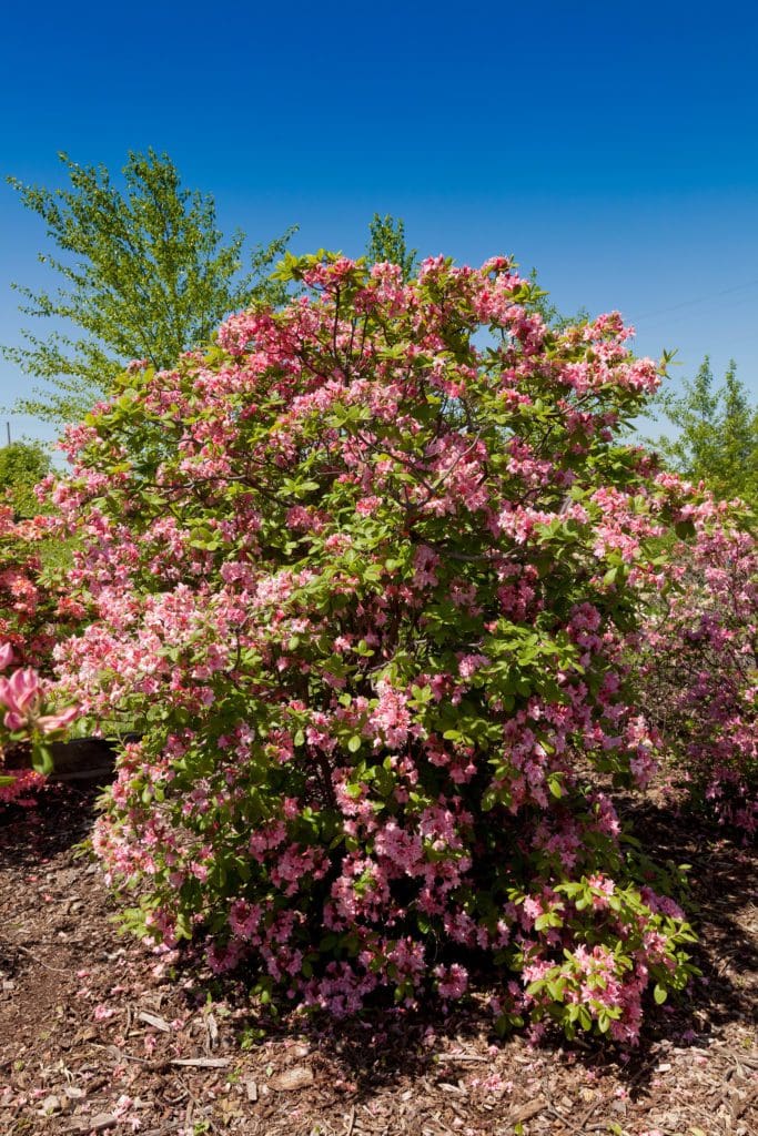 Electric lights double pink azalea pahl s market apple valley mn