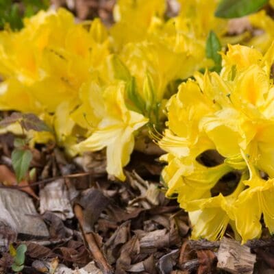 Lemon Lights Azalea