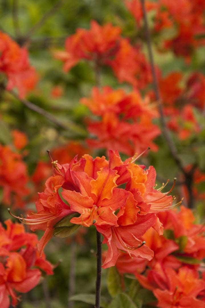 Mandarin Lights Azalea