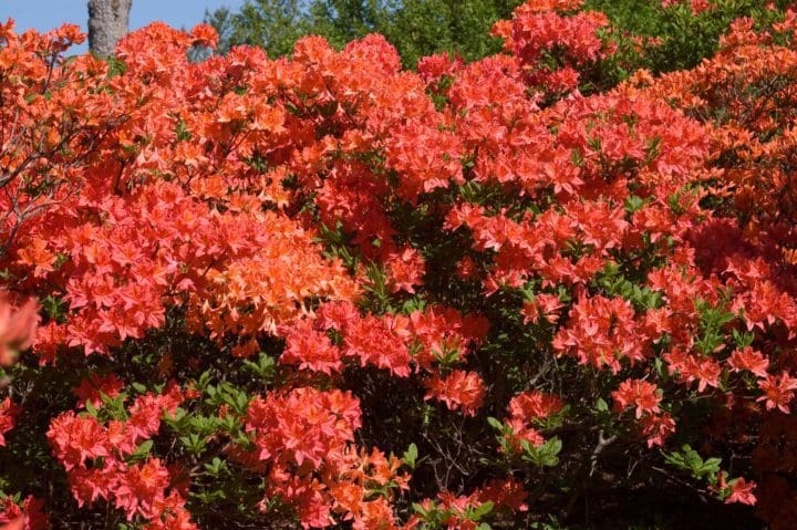 Mandarin Lights Azalea - Image 2