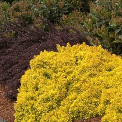 Golden Nugget Barberry