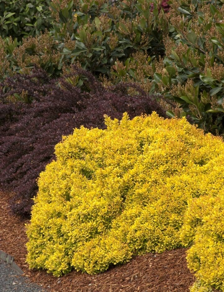 Golden Nugget Barberry