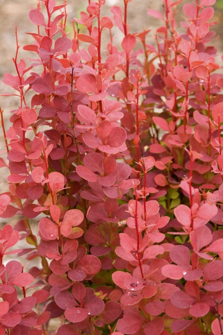 Orange Rocket Barberry - Image 3