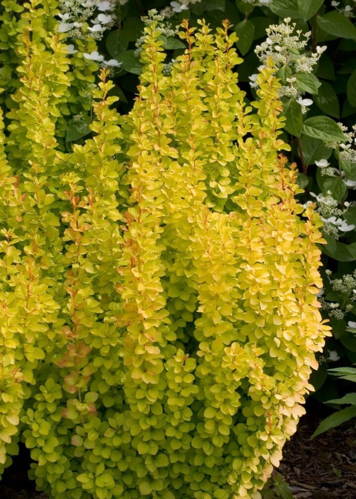 Sunjoy Gold Pillar Barberry
