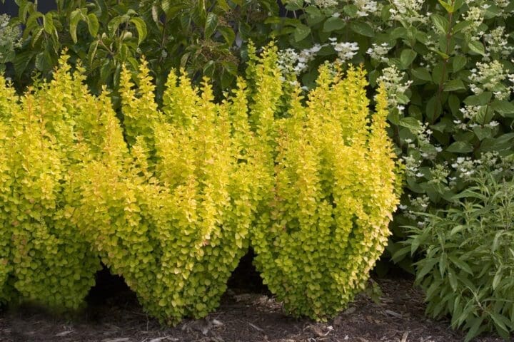 Sunjoy Gold Pillar Barberry - Image 2