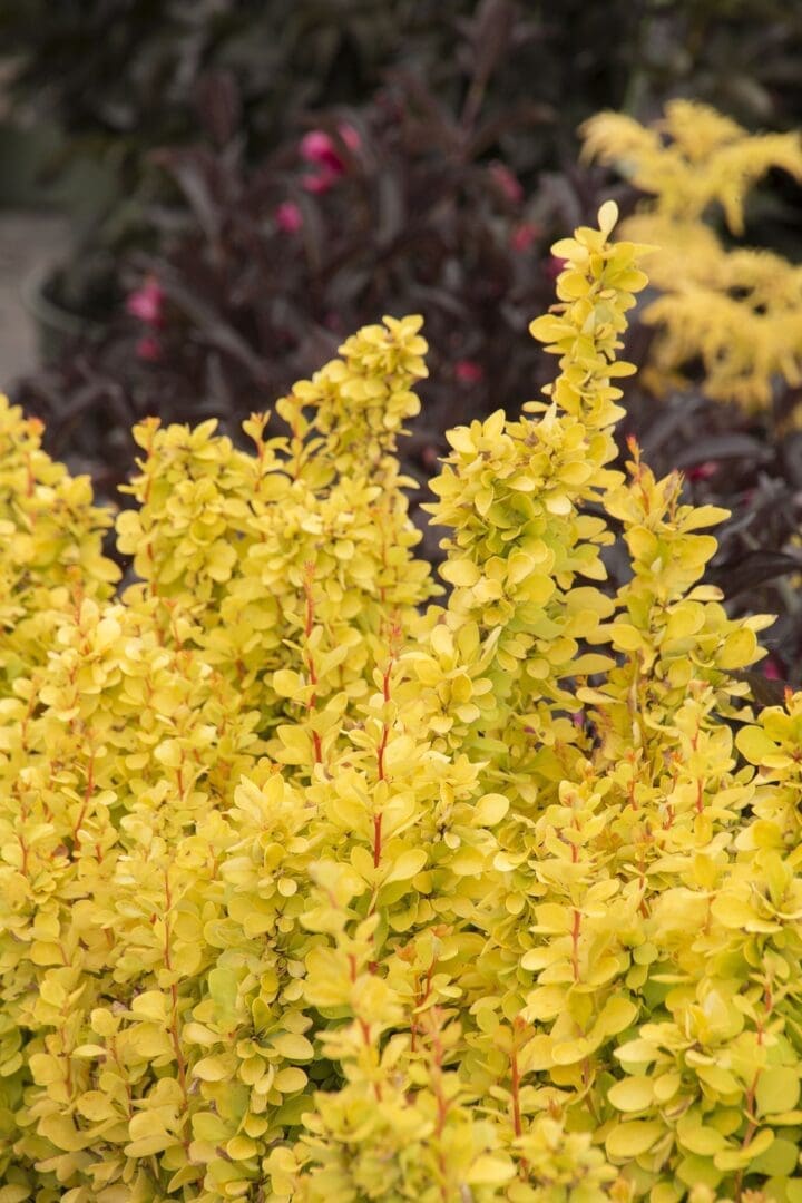 Sunjoy Gold Pillar Barberry - Image 3