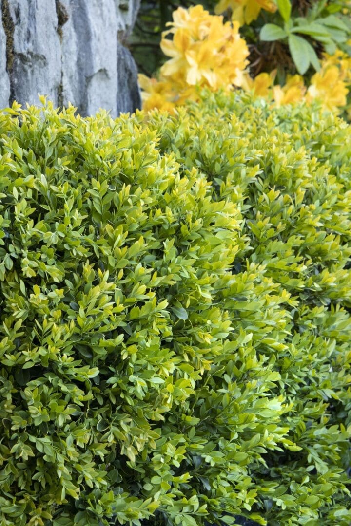 Chicagoland Green Boxwood