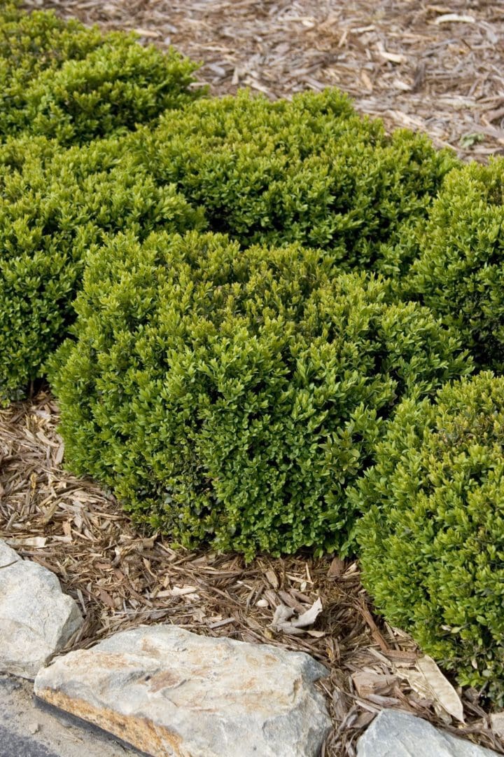 Green Velvet Boxwood - Image 2