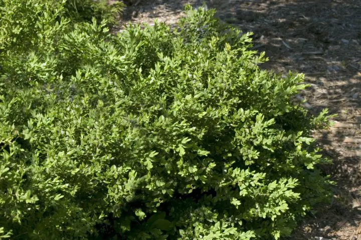 Green Velvet Boxwood - Image 3