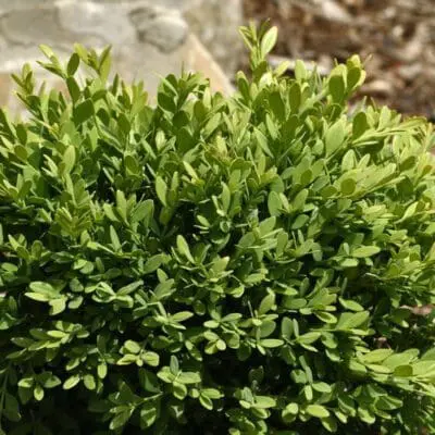 Mont Bruno Boxwood