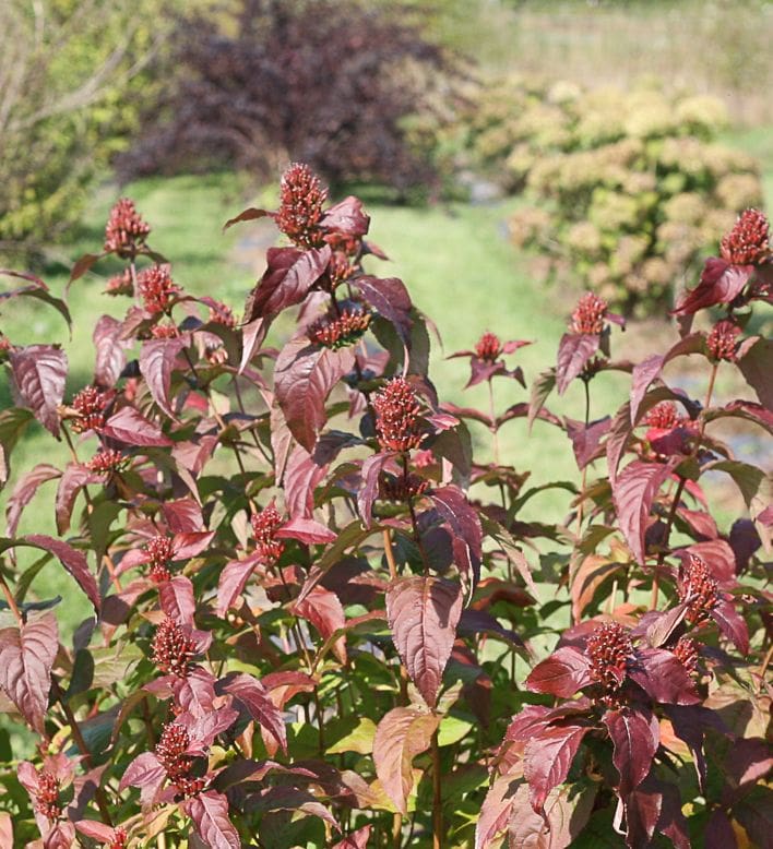 Kodiak Black Bush Honeysuckle PP27550 - Pahl's Market - Apple Valley, MN
