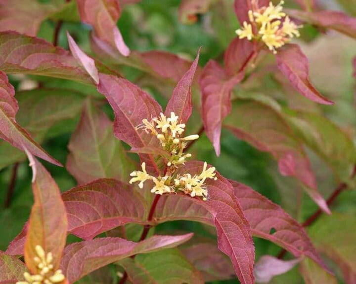 Kodiak Orange Bush Honeysuckle