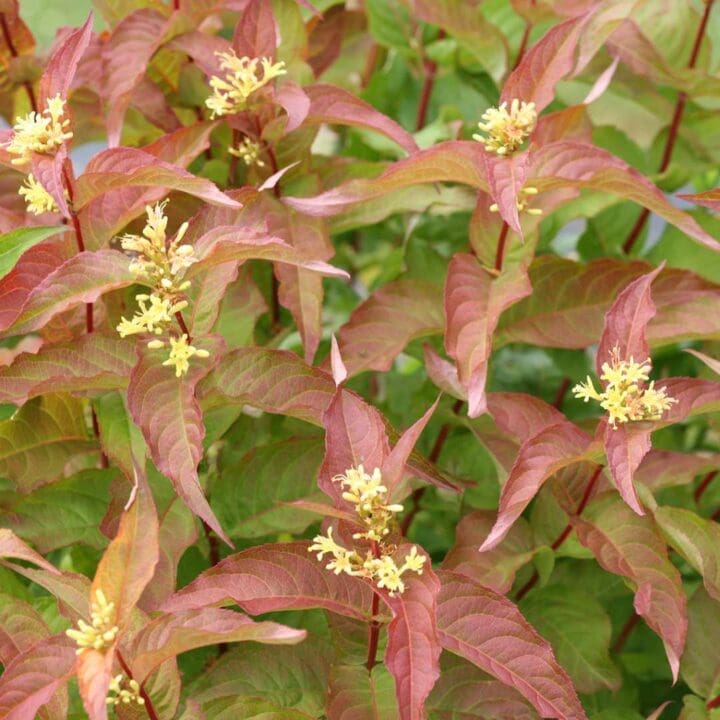 Kodiak Orange Bush Honeysuckle - Image 3