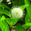 Fiber Optics Buttonbush