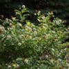 Fiber Optics Buttonbush - Image 2
