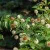 Fiber Optics Buttonbush - Image 3