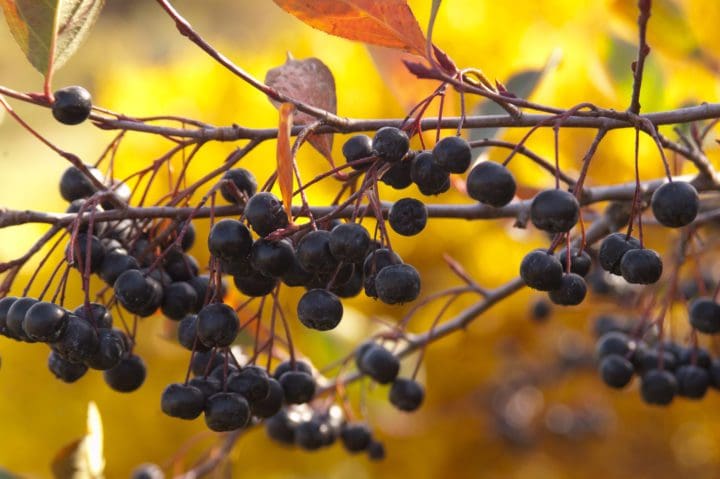 Autumn Magic Black Chokeberry - Image 3