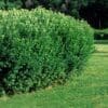 Hedge Cotoneaster