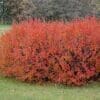 Hedge Cotoneaster - Image 2