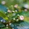 Hedge Cotoneaster - Image 3