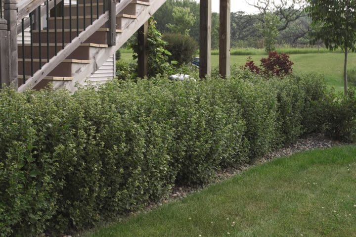 Alpine Currant - Image 2