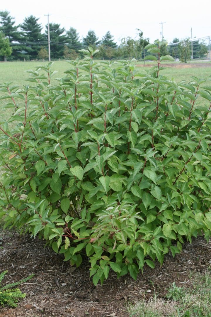 Artic Fire Red Twig Dogwood - Image 3