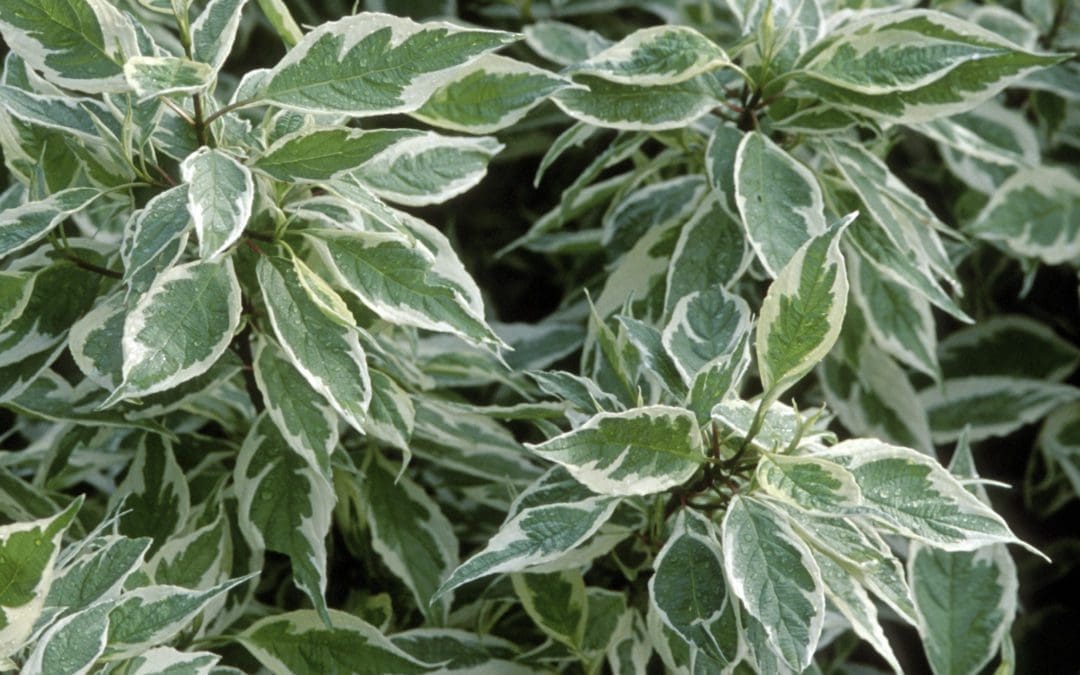 Ivory Halo Dogwood