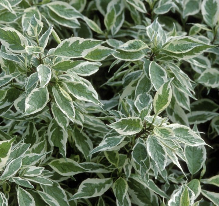 Ivory Halo Dogwood