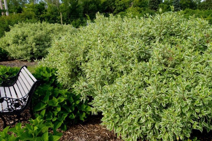 Ivory Halo Dogwood - Image 3