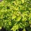 Neon Burst Dogwood