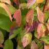 Neon Burst Dogwood - Image 2
