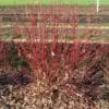 Neon Burst Dogwood - Image 3