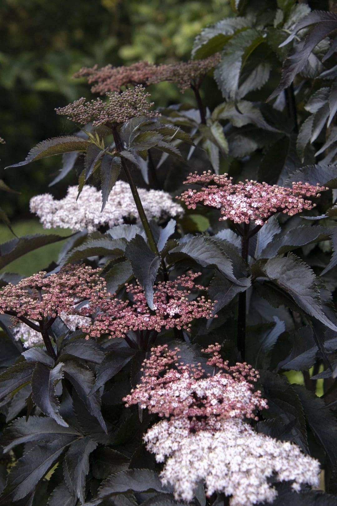 Black Tower Elderberry Pahl's Market Apple Valley, MN