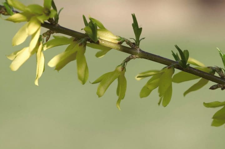 Gold Tide Forsythia - Image 2