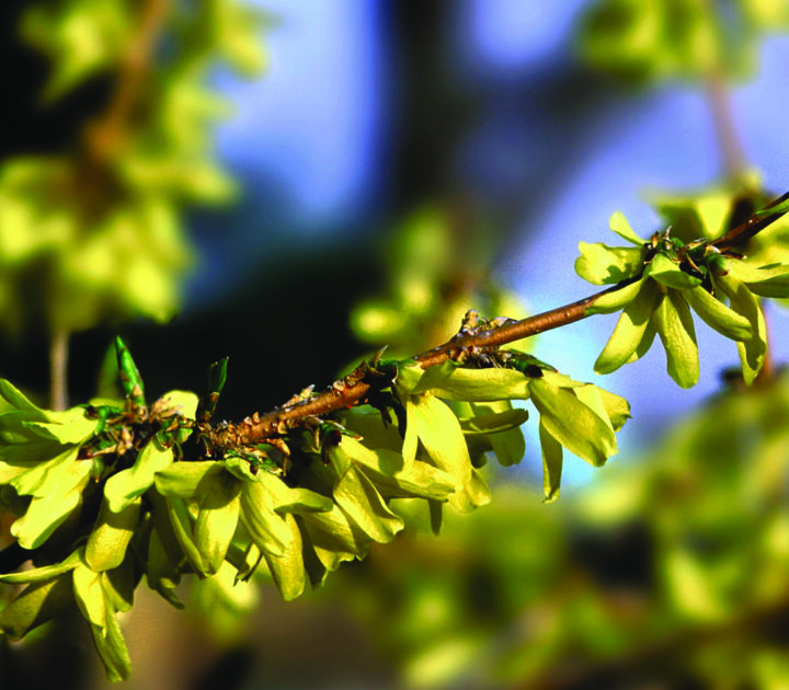 Northern Gold Forsythia