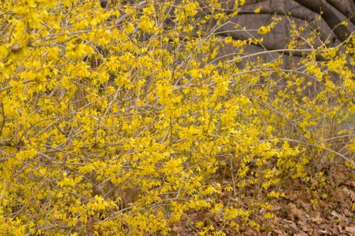 Northern Gold Forsythia - Image 2