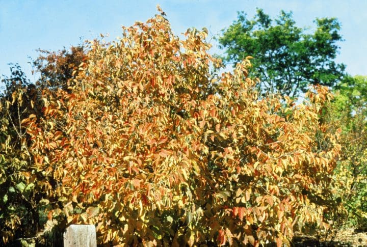 American Hazelnut
