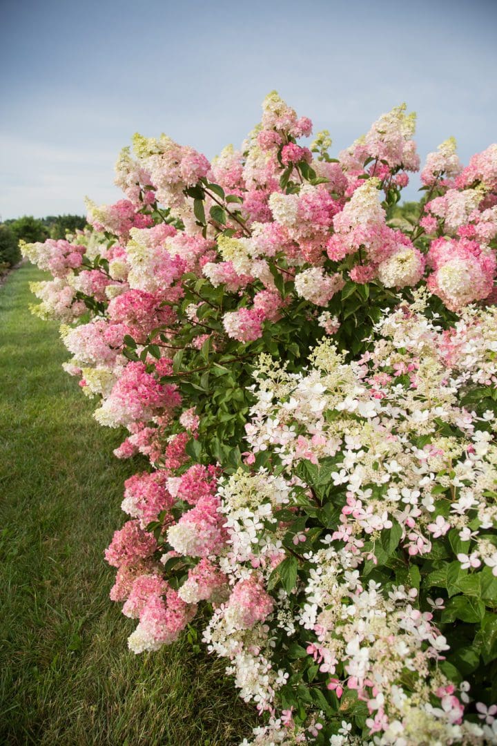 Berry White Hydrangea - Image 3