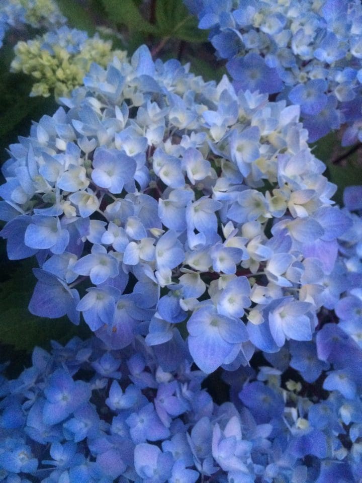 Blue Enchantress Hydrangea