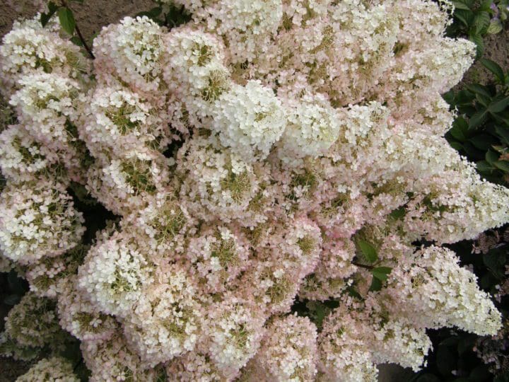 Bobo Hardy Hydrangea