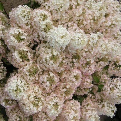 Bobo Hardy Hydrangea