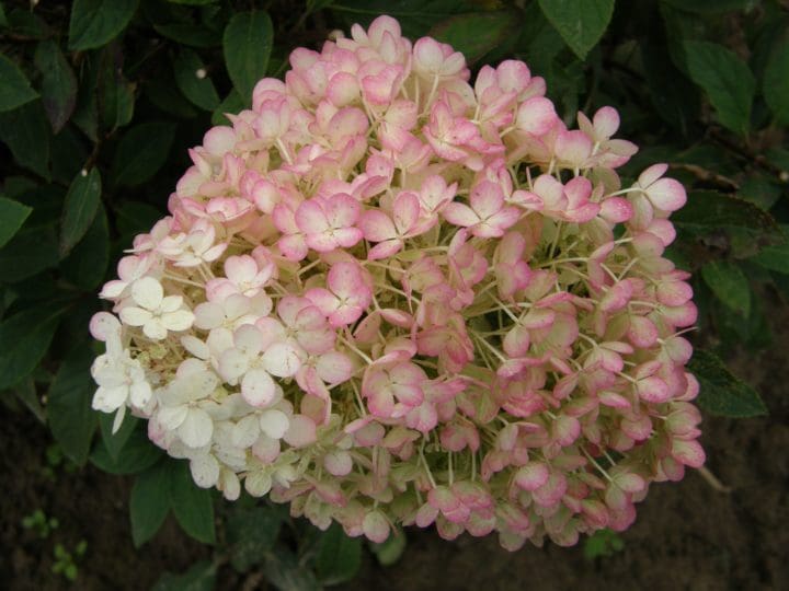 Bobo Hardy Hydrangea - Image 2