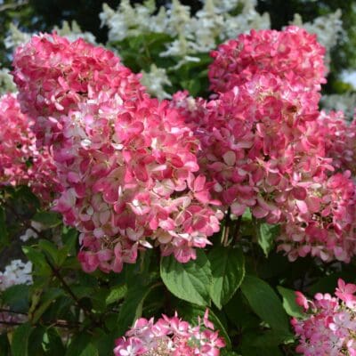 Diamond Rouge Hydrangea