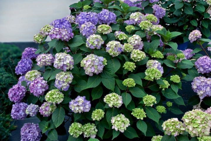 Endless Summer BloomStruck Reblooming Hydrangea