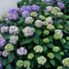 Endless Summer BloomStruck Reblooming Hydrangea