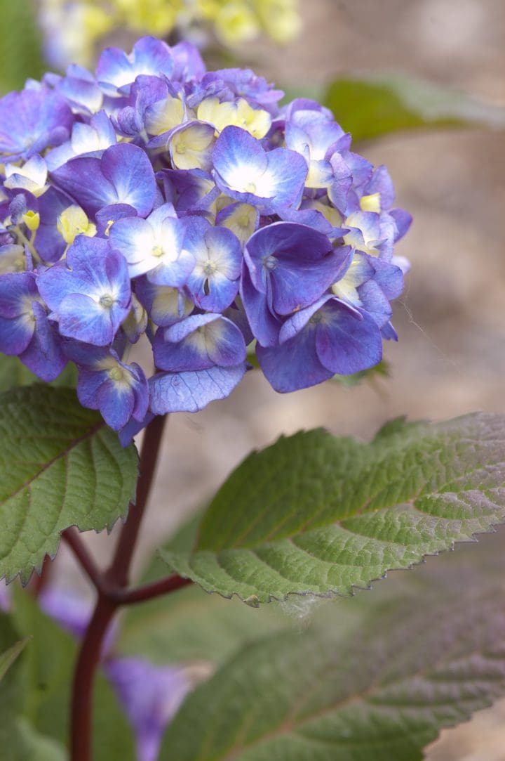 Endless Summer BloomStruck Reblooming Hydrangea - Image 2