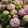 Endless Summer BloomStruck Reblooming Hydrangea - Image 3