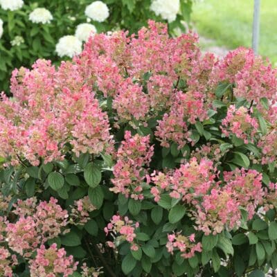 Little Quick Fire Hydrangea