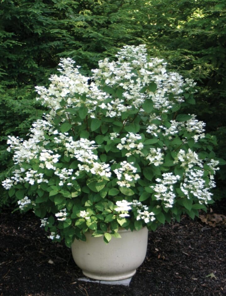 Quick Fire Hydrangea - Image 3