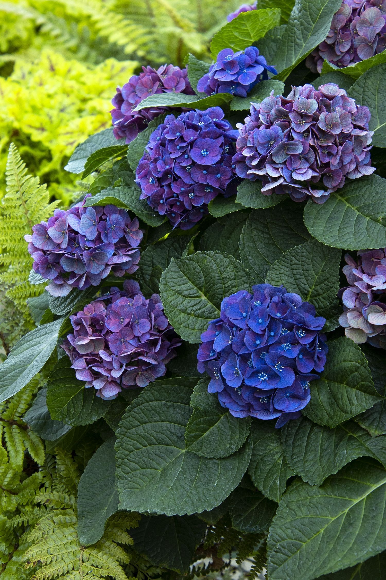 Image of Blue Newport hydrangea flower